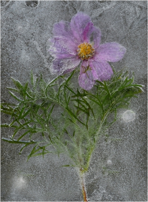 Cosmos in Ice